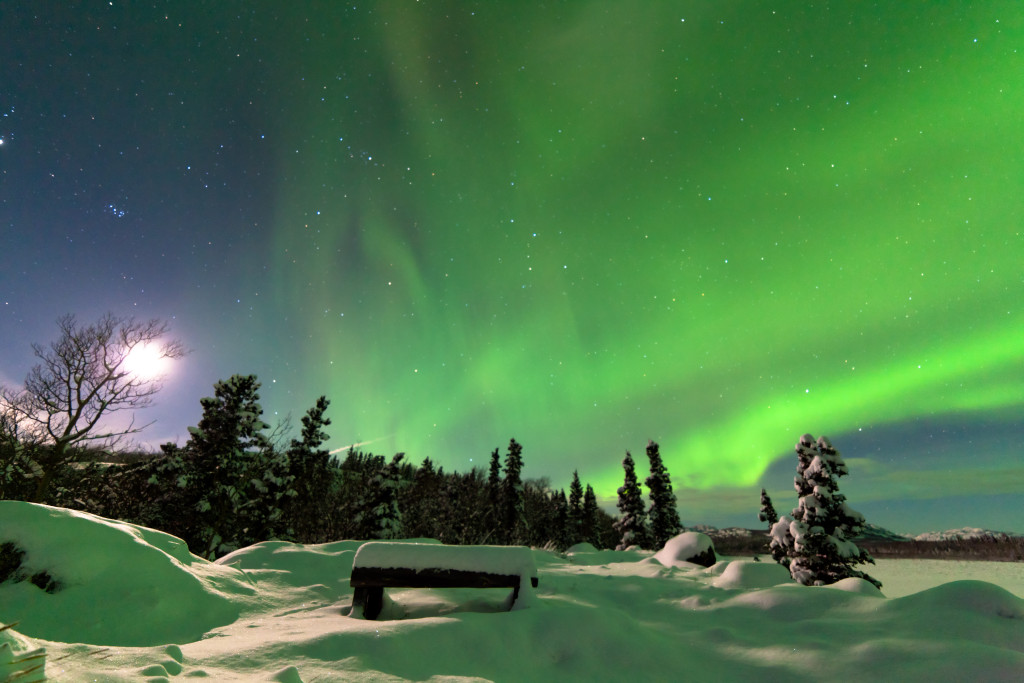 Spectacular display of intense Northern Lights or Aurora borealis or polar lights forming green swirls over snowy bench at the edge of boreal forest taiga of Yukon Territory Canada winter landscape