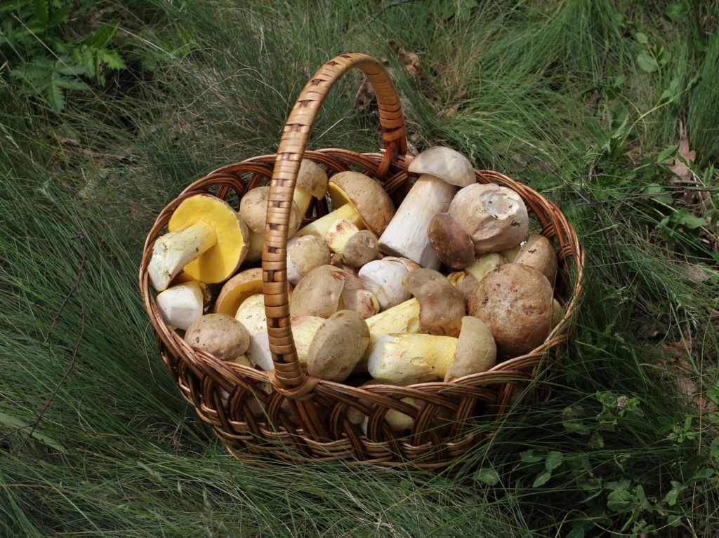 Cesta de cogumelos