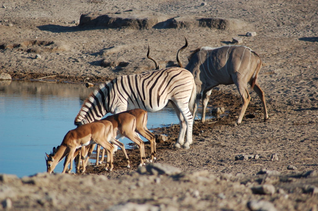 Zebras são apenas alguns dos animais que podem ser vistos nesse parque