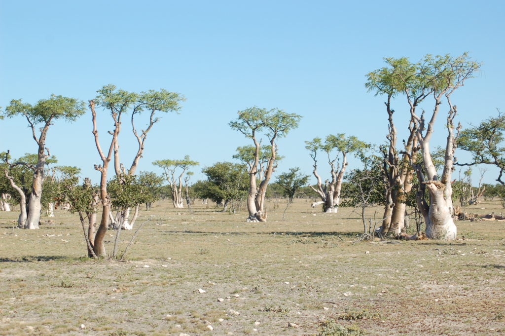 Parque Nacional de Etosha