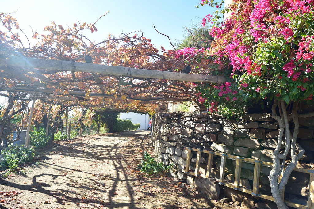 Uma das vinhas de Upington